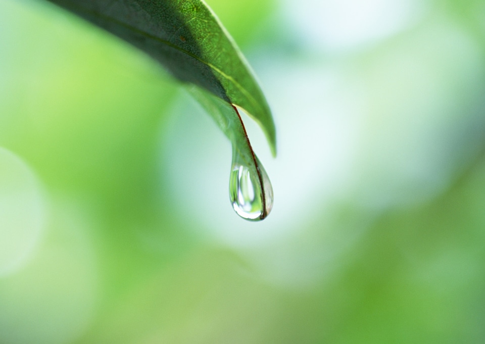 Rain drop on a leaf close up