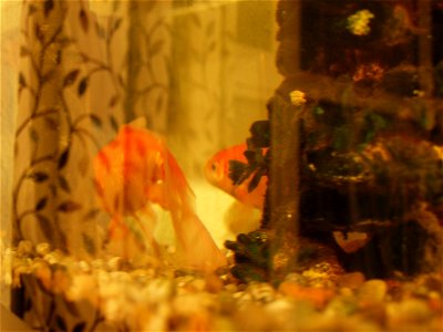 Goldfish and Reflections photo