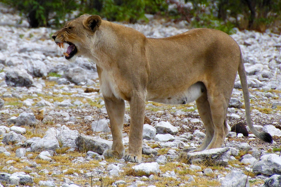 Namibia predator safari