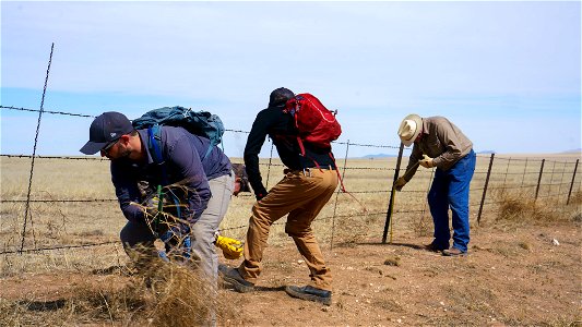 Fence Modification for Pronghorn Passage