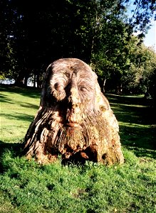 Tree Stump Face photo