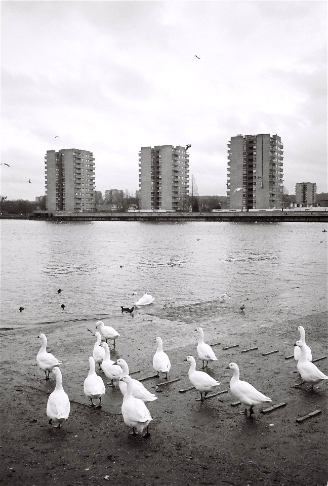 Swans at Thamesmead photo