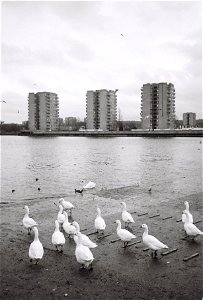 Swans at Thamesmead photo