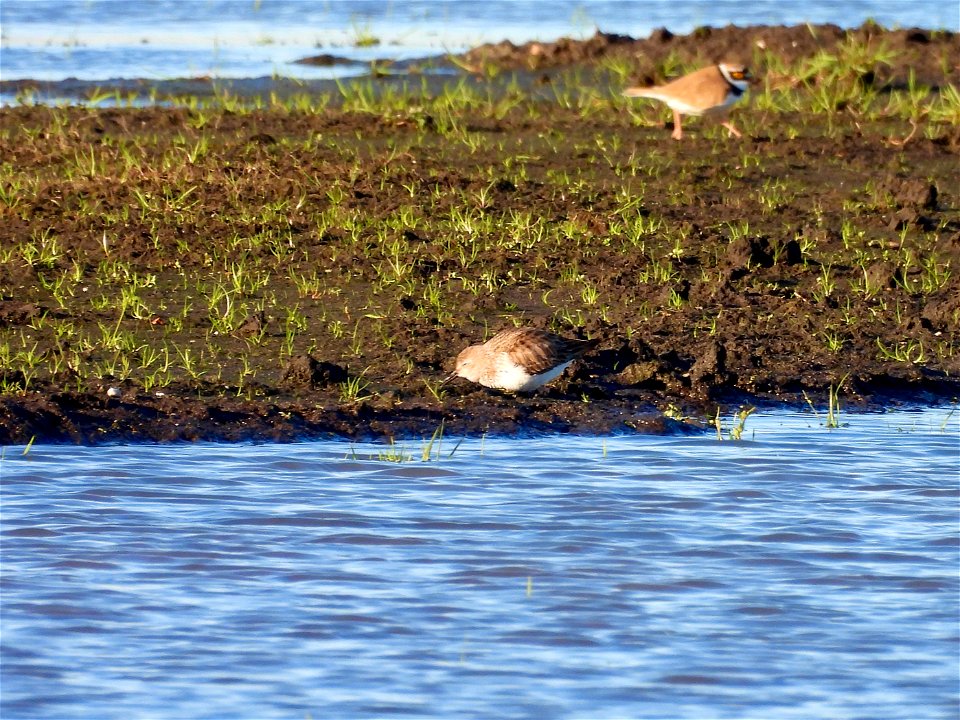 Bonte strandloper