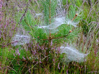 Spinnewebben op de heide