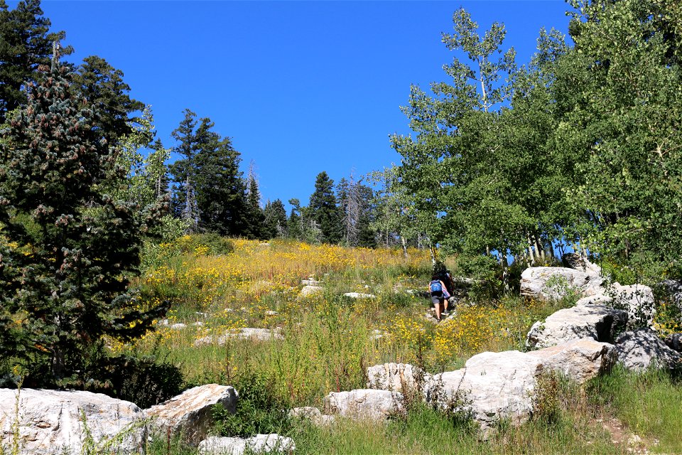 Wildflower hike on Sandia Ranger District