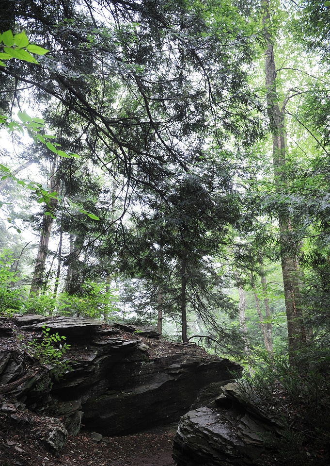 Ricketts Glen State Park