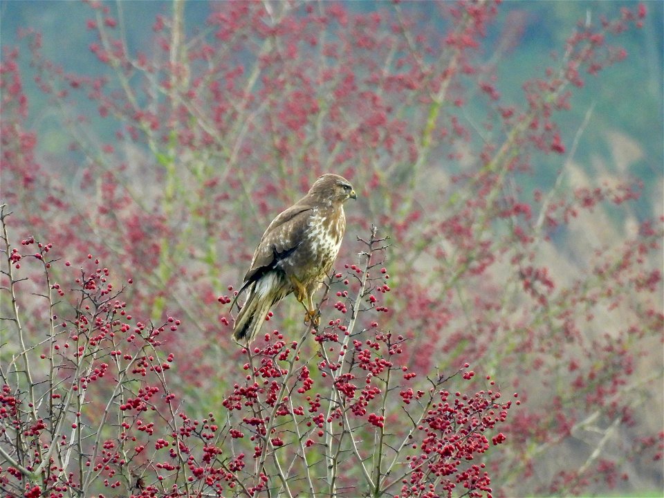 Buizerd in meidoorn