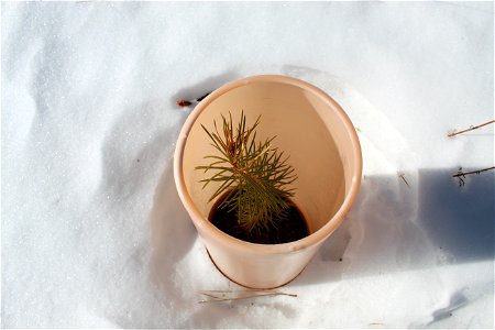 Seedling on Sandia RD