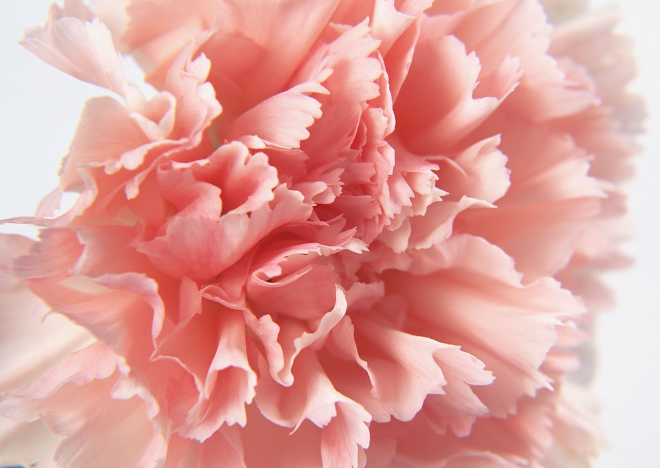 Pink carnation of closeup