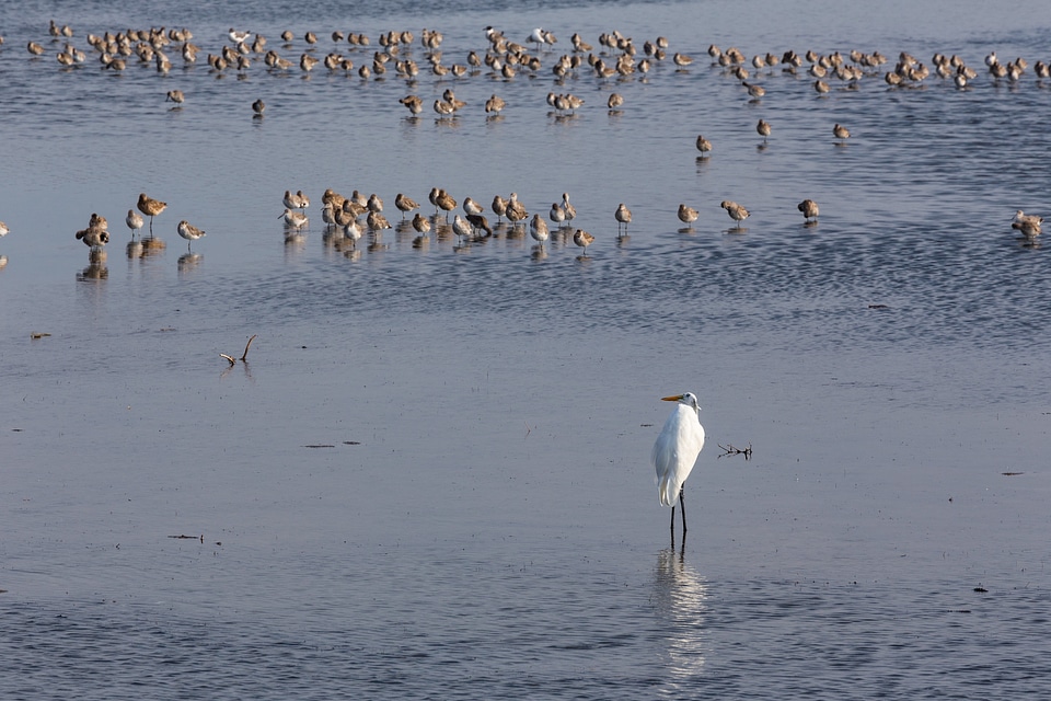 Chincoteague National Wildlife Refuge