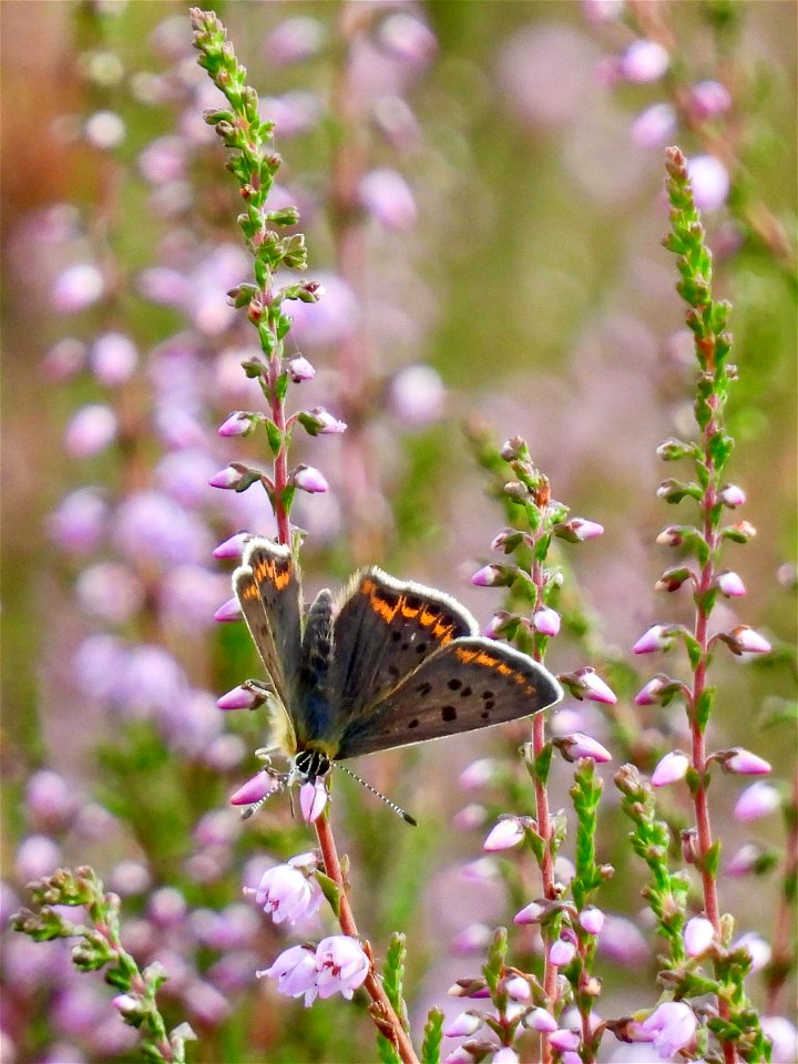 Bruine vuurvlinder (mannetje)