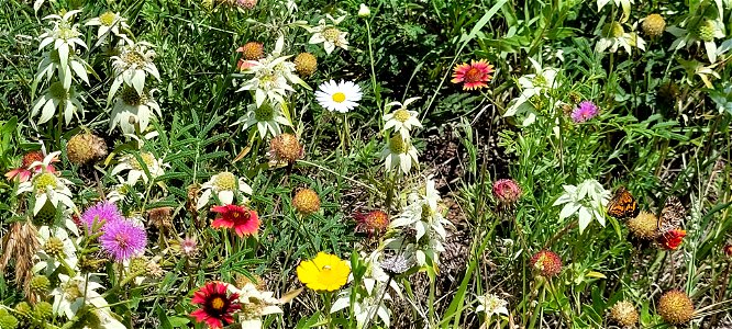 Wildflowers in Bloom on the Black Kettle NGs