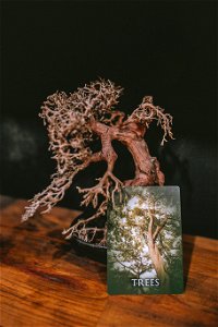 tarot (40 of 137)
