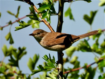 Jonge grasmus photo