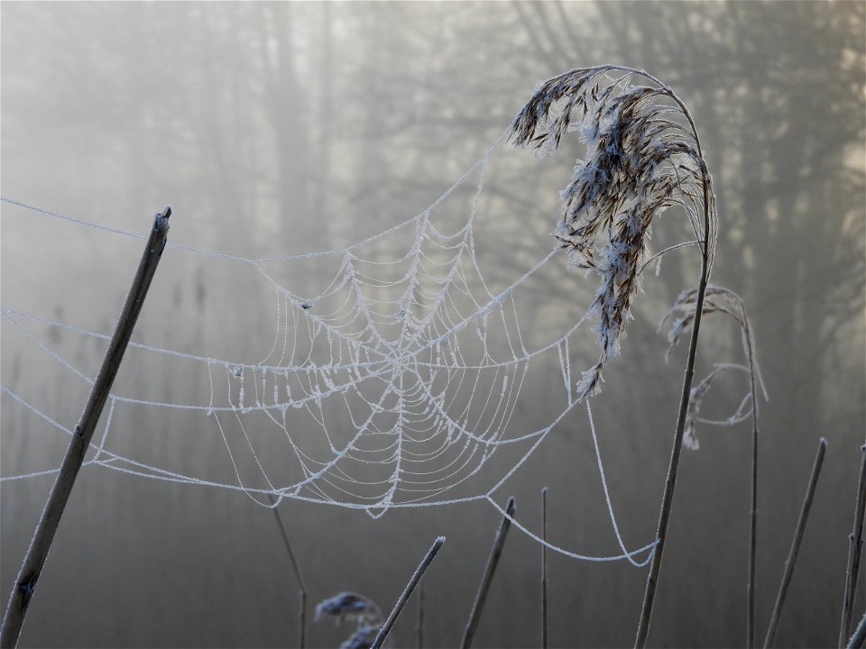 Rijp op riet met spinneweb