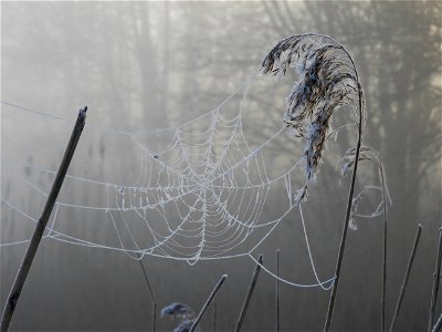 Rijp op riet met spinneweb