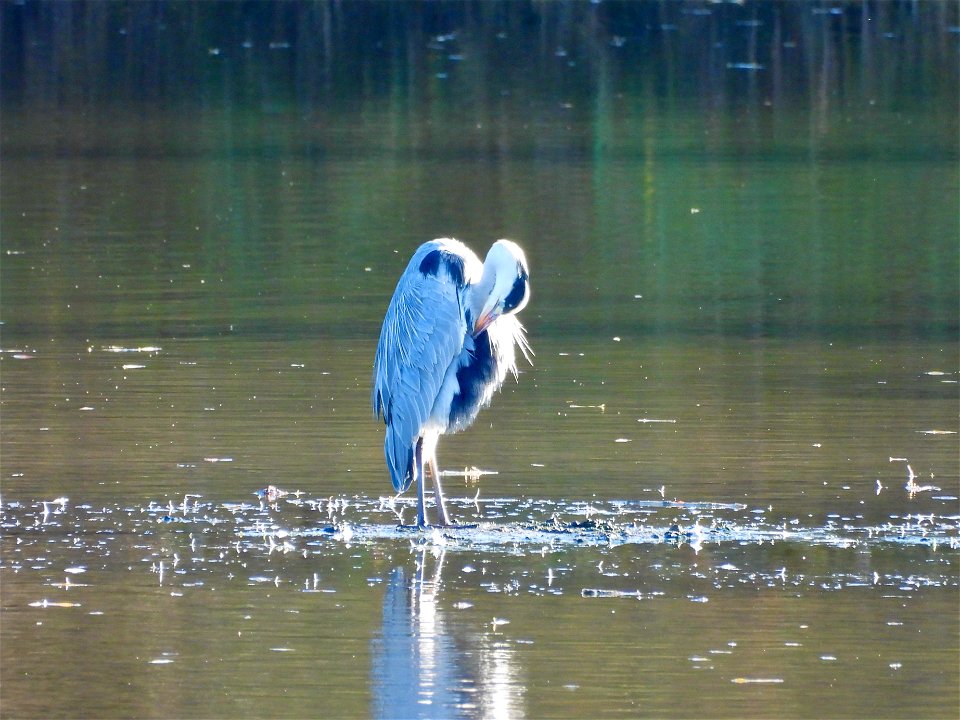 Blauwe reiger