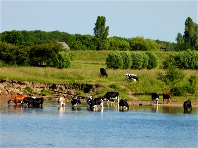 Waterkoeien