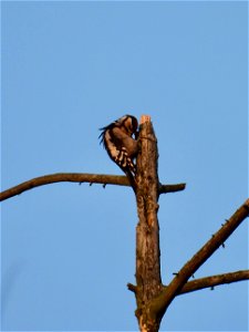Poetsende grote bonte specht