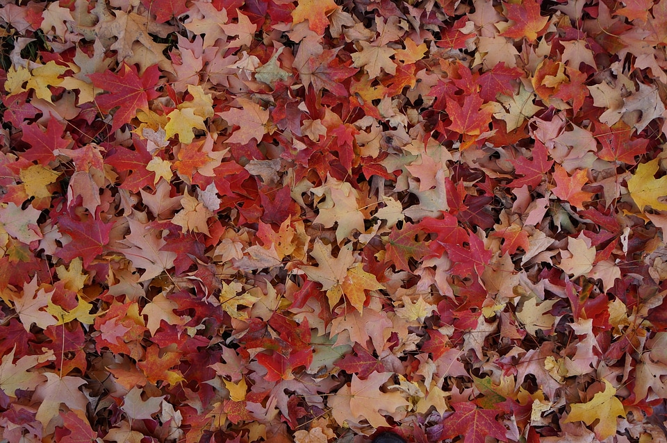 Colorful and bright background made of fallen autumn leaves