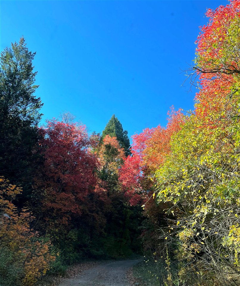 Fall Colors on Mountainair Ranger District