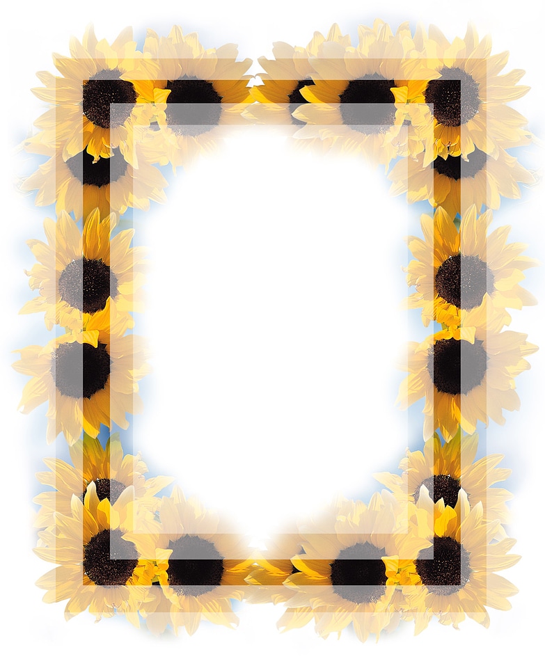 beautiful yellow Sunflower drops frame
