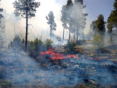 Thunderbird Prescribed Burn
