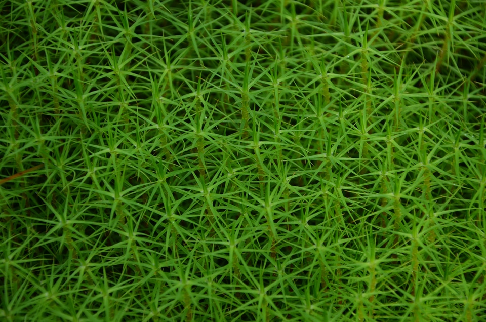 plants, forest