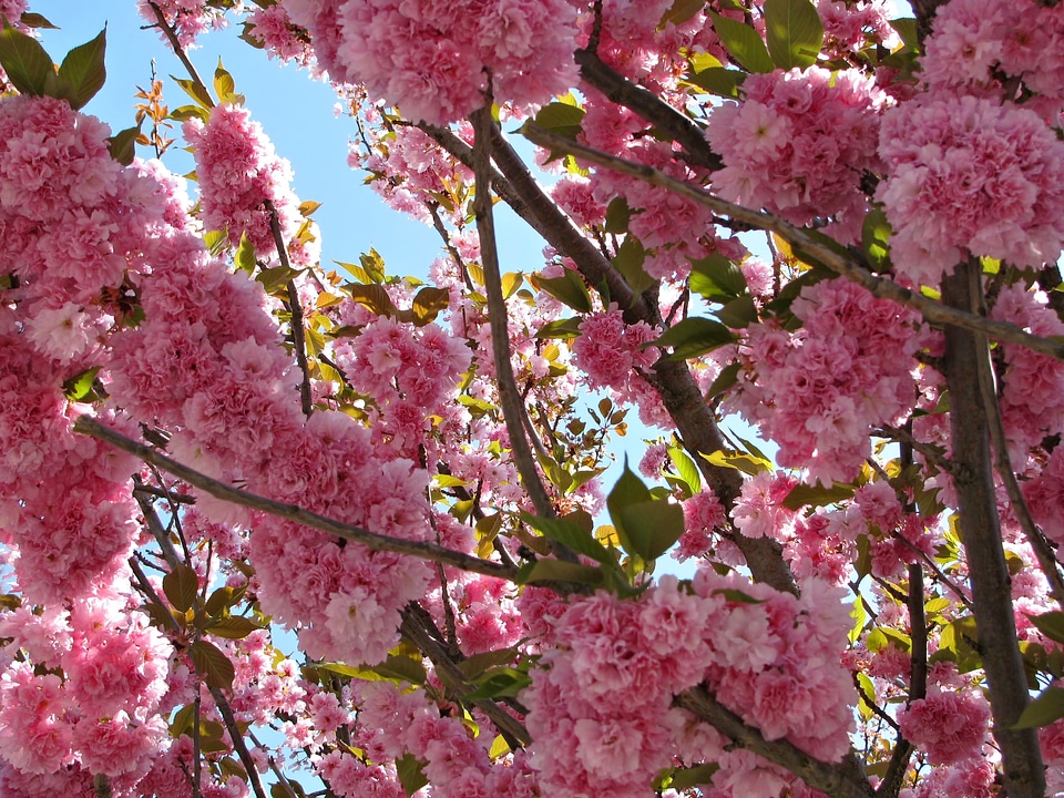 Blossoms spring nature