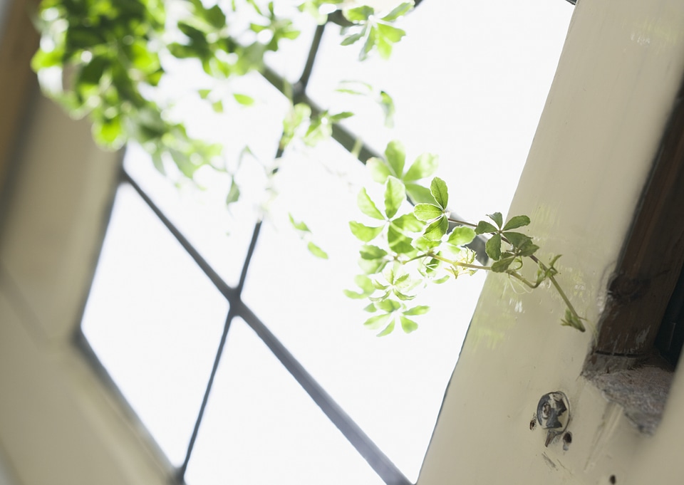 Window decorated with green leaves glass pot
