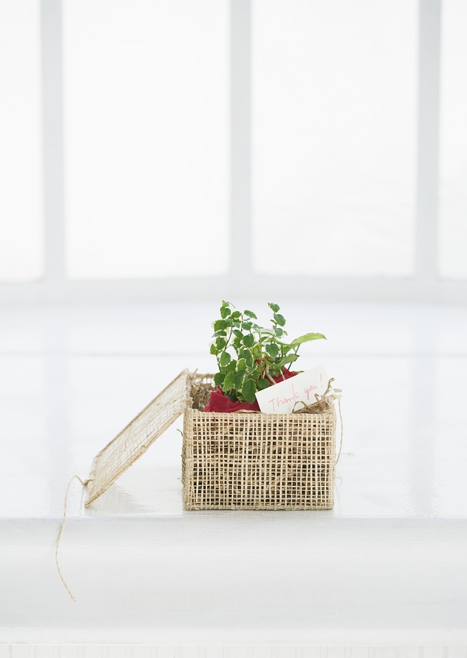 Box in plant and thank you message