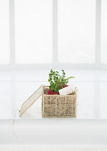 Box in plant and thank you message