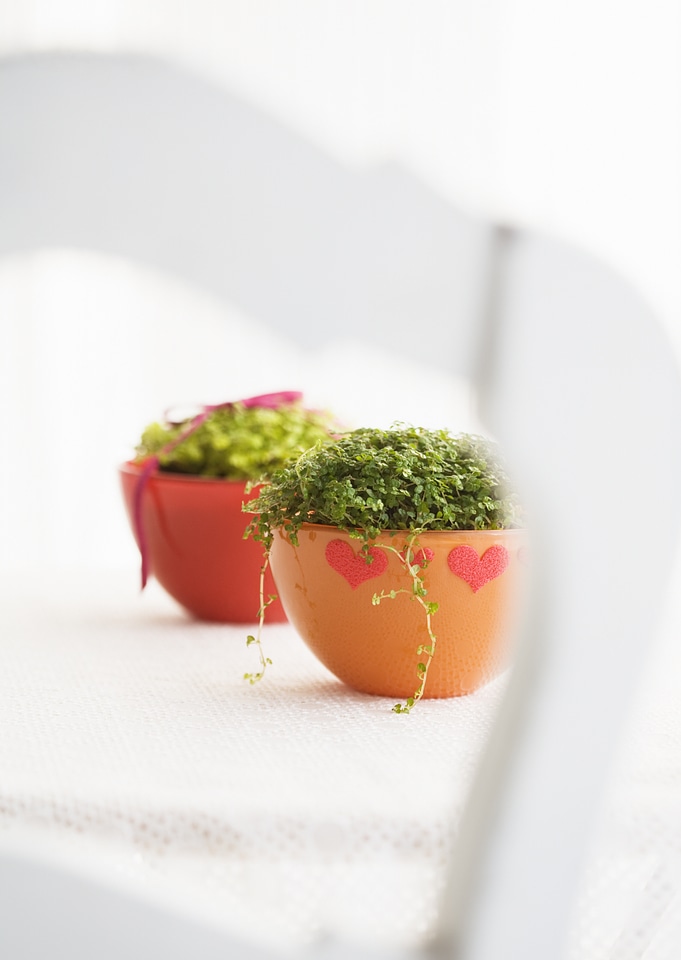 Two green indoor plant baby`s tears in a white planter
