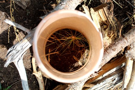 Seedling planting on Sandia RD