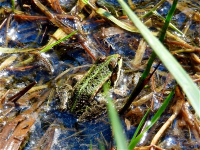 Groene kikker photo