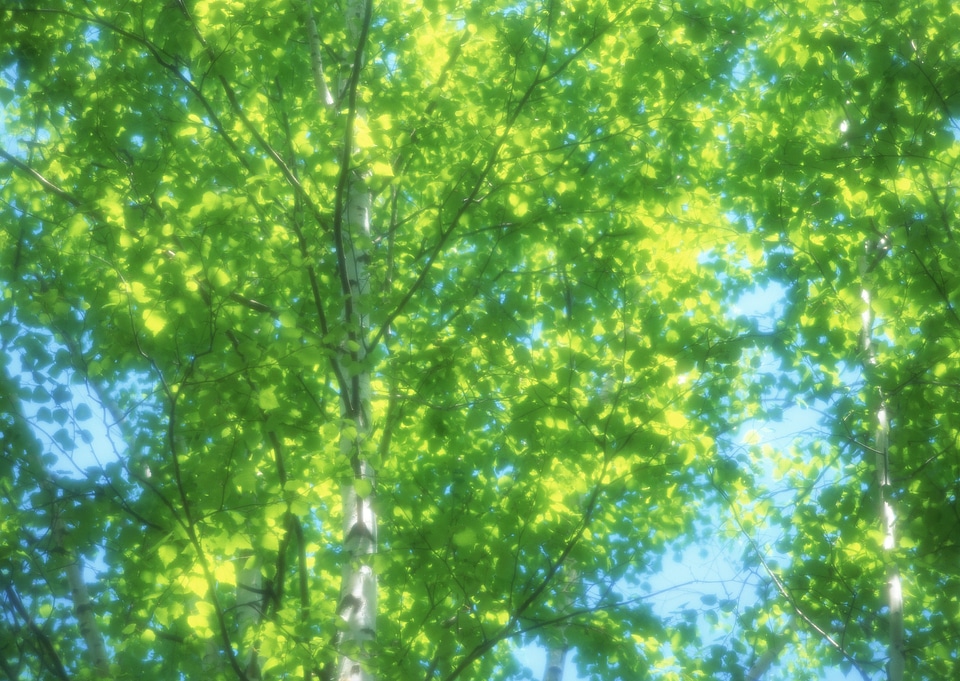green leaves on the green backgrounds