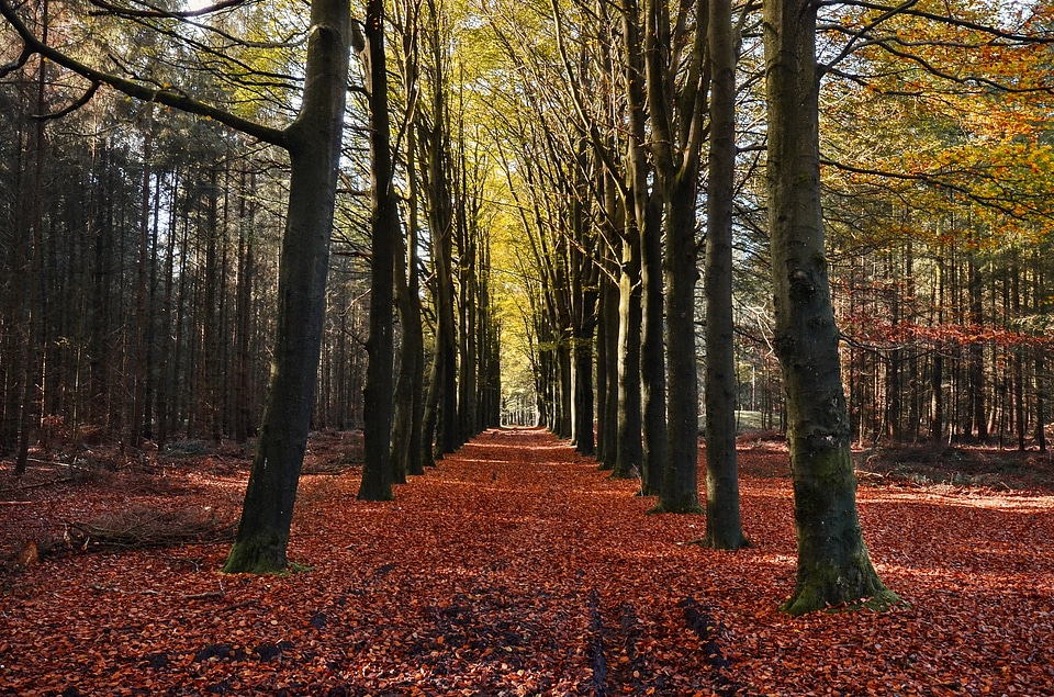 Lane leaf outdoor
