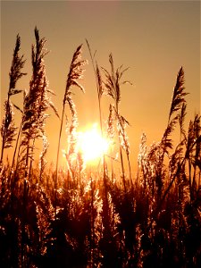 Zonsopkomst in het riet