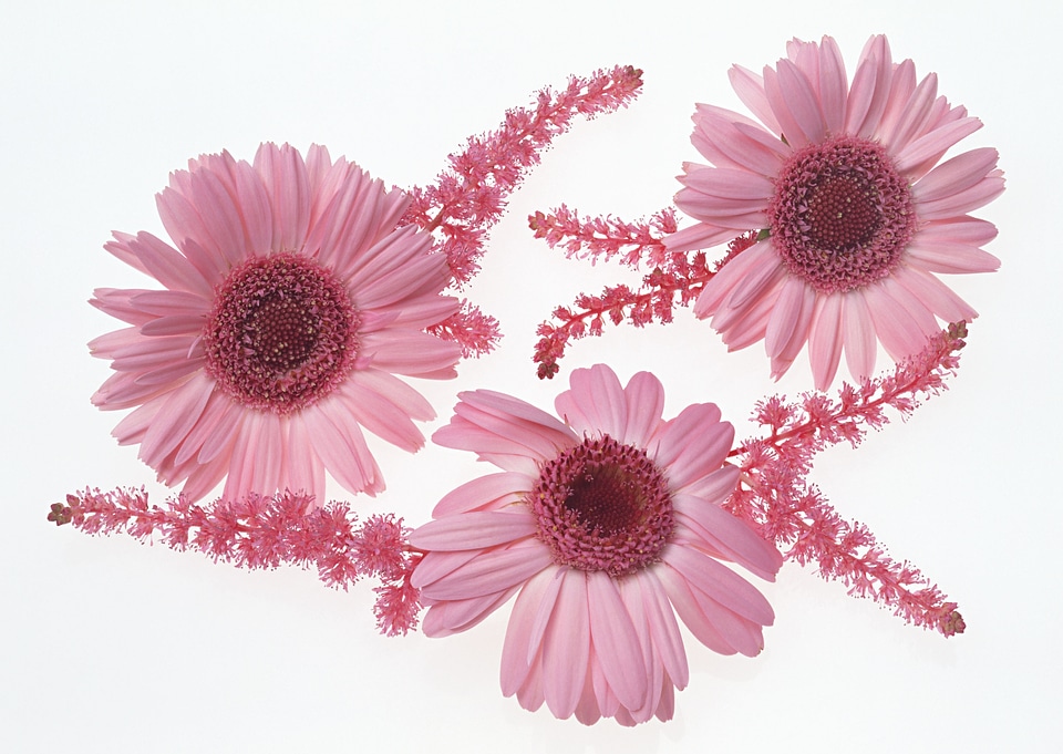 Three pink flowers
