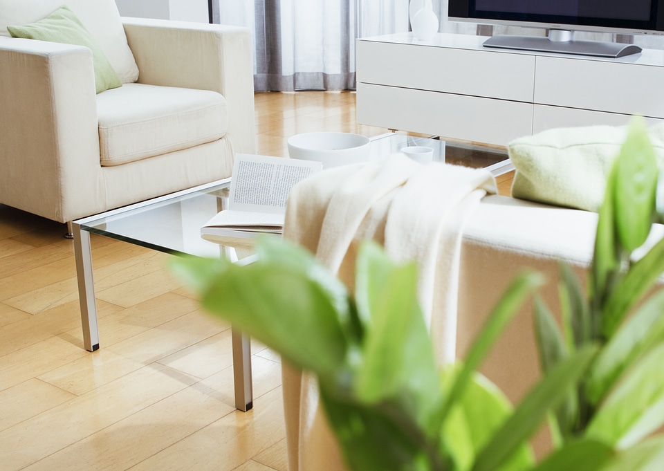 living room interior close up plant