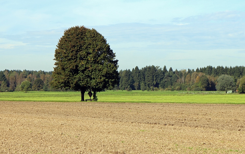Individually field meadow