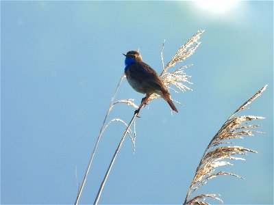 Blauwborst