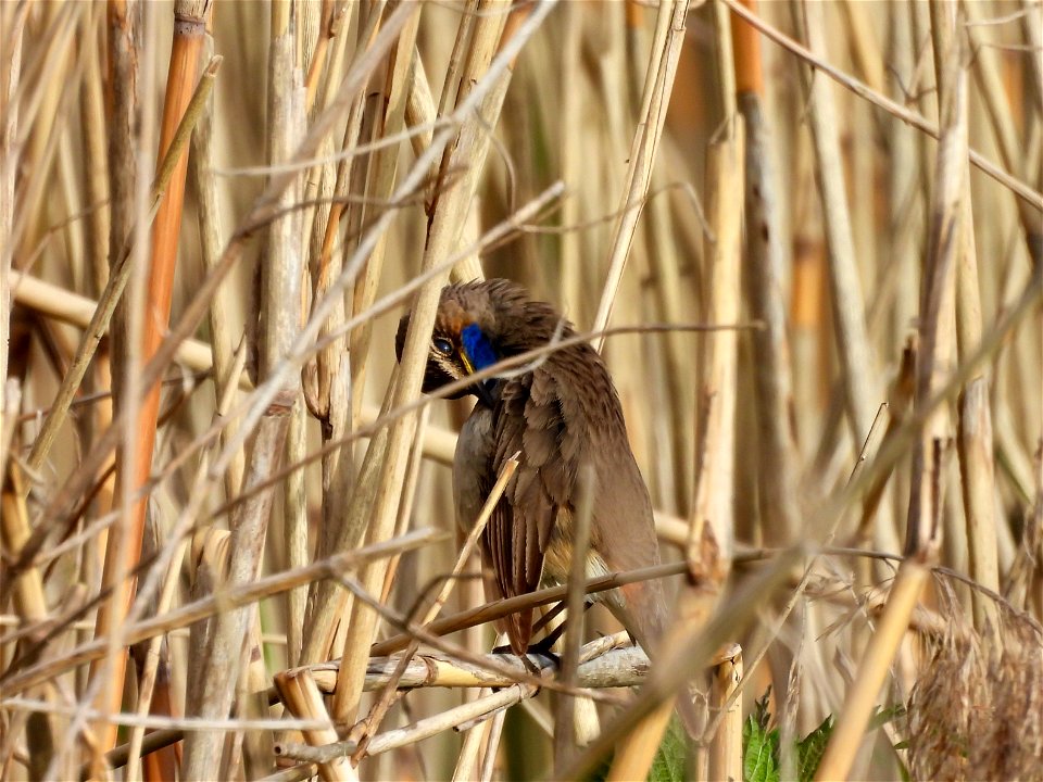 Poetsende blauwborst