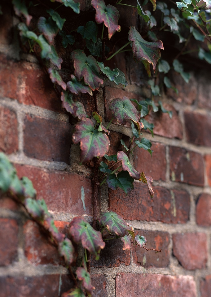 Brick wall texture with some ivy