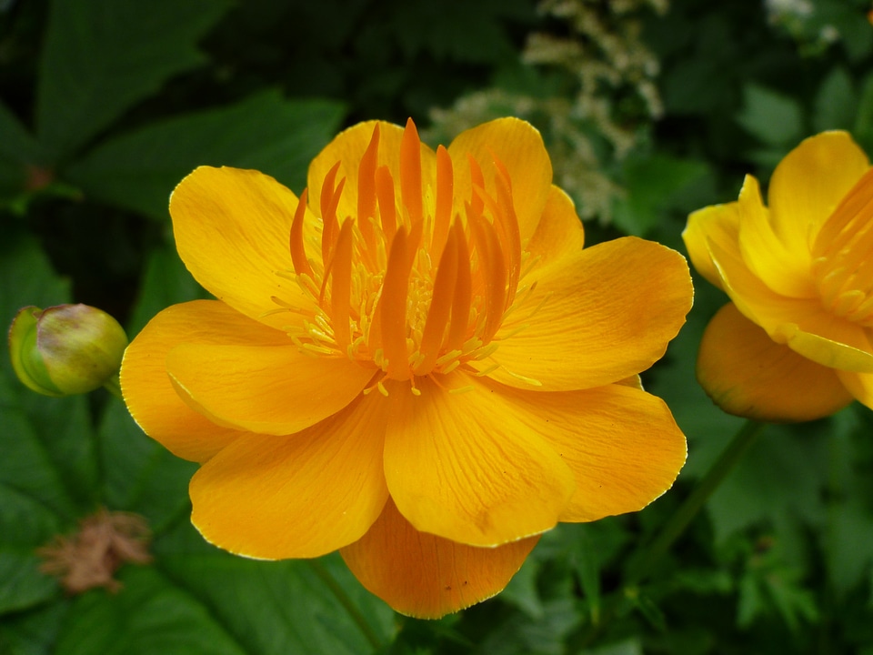 Yellow flower water lilies