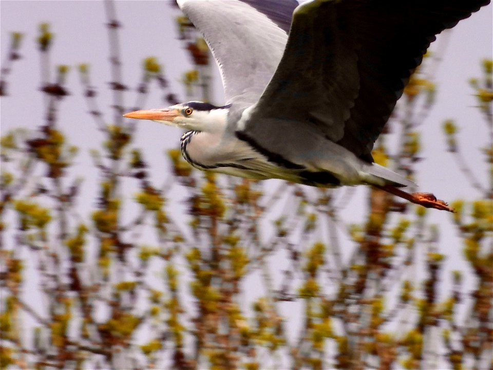 Vliegende blauwe reiger
