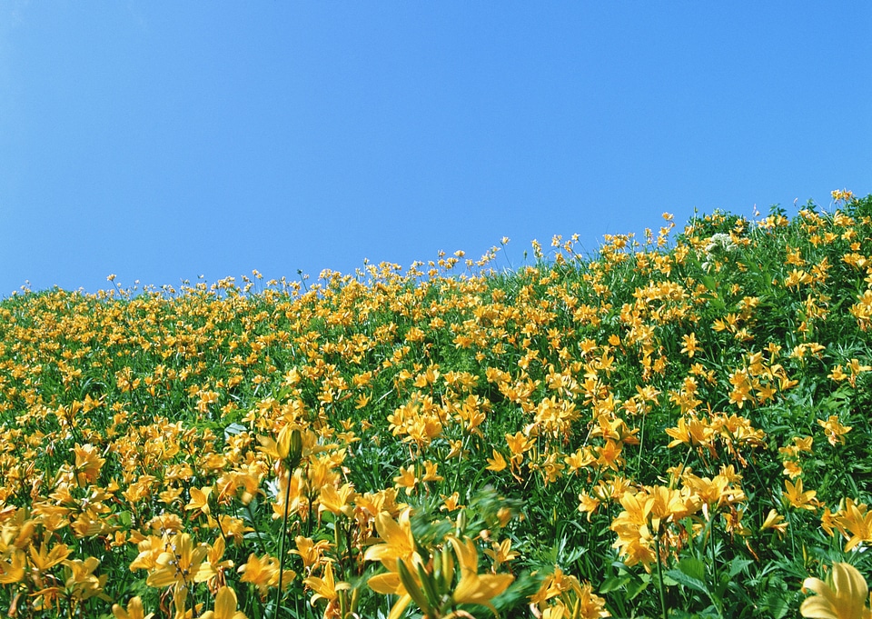 Yellow color flowers fields growing