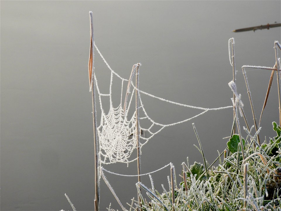 Rijp op spinneweb