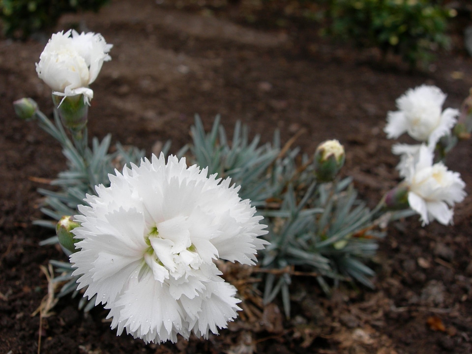 Carnation Dianthus Arctic Star